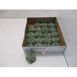 Echeveria Albicans Klein X20