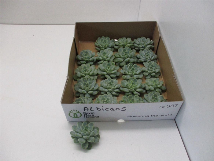 <h4>Echeveria Albicans X20</h4>