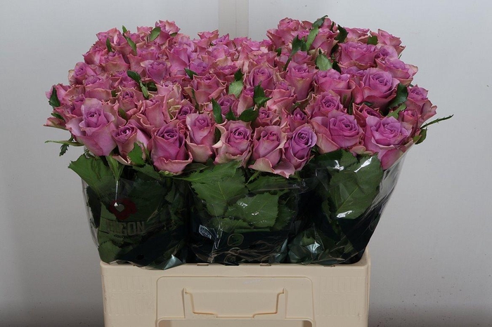 <h4>R Gr Nightingale!</h4>