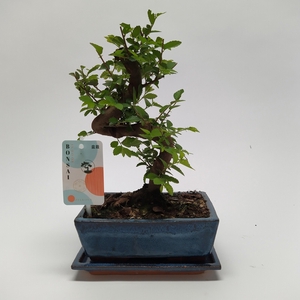 Zelkova S-shape Bonsai 'Traditional' 20 cm + Schotel