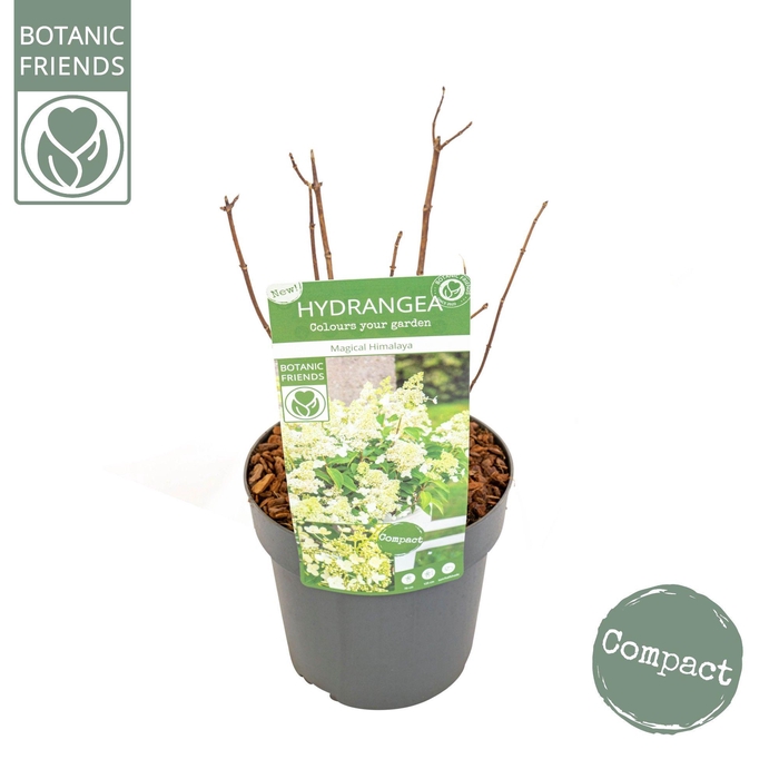 <h4>Hydrangea pan. 'Magical Himalaya'®</h4>