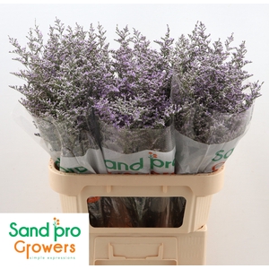 Limonium 'Misty Blue'