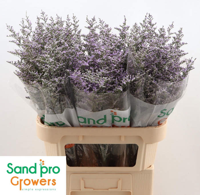 <h4>Limonium 'Misty Blue'</h4>