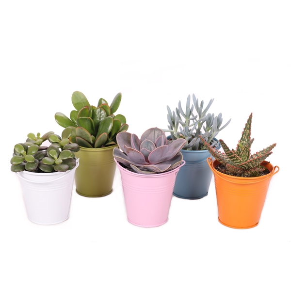 <h4>Succulent gekleurd zink 8,5 cm</h4>