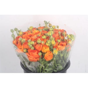 Ran Elegance Orange Super