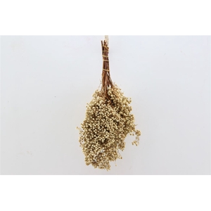 Schinus M. White Bleached Bunch