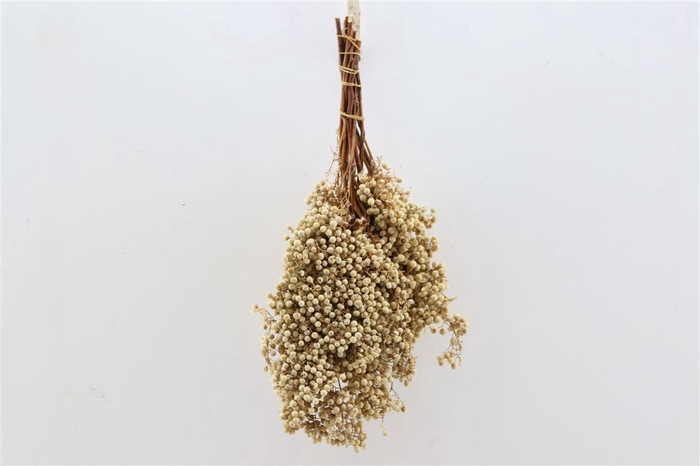 <h4>Schinus M. White Bleached Bunch</h4>