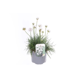 Armeria maritima Alba
