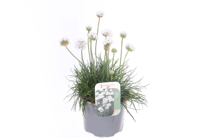 <h4>Armeria maritima Alba</h4>