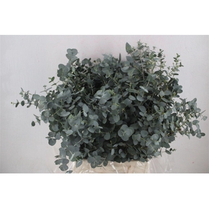 Euca Gunny Short 150gr P Bunch