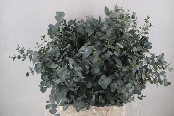 <h4>Euca Gunny Short 150gr P Bunch</h4>