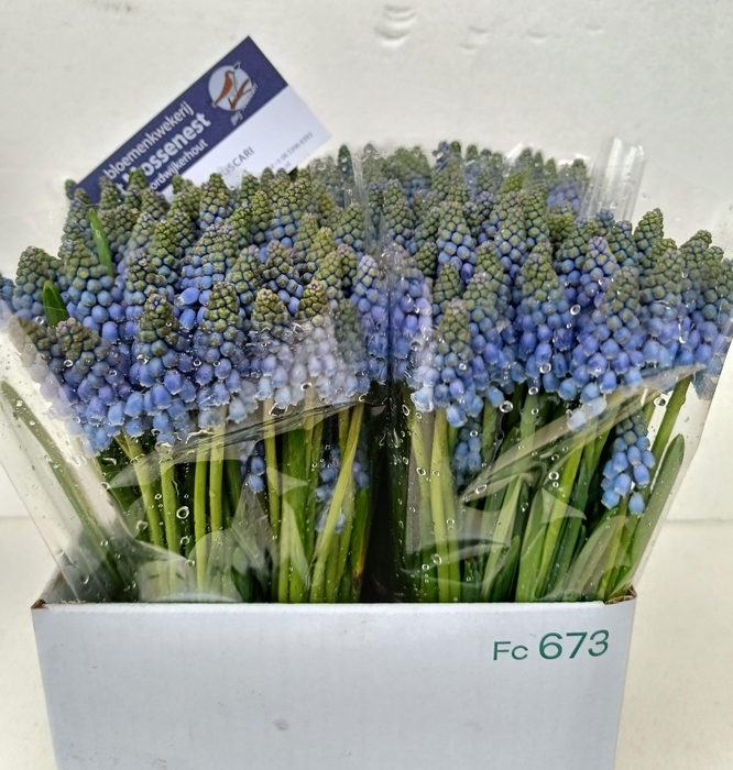 <h4>MUSCARI ARMENIACUM</h4>