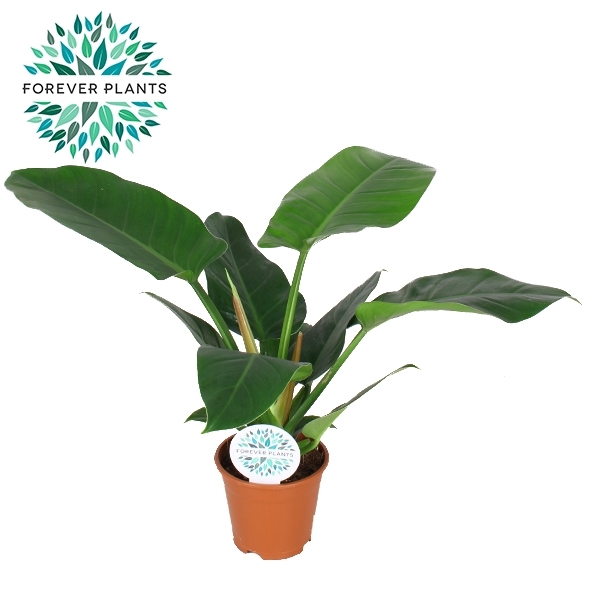 <h4>Philodendron Imperial GREEN p14</h4>