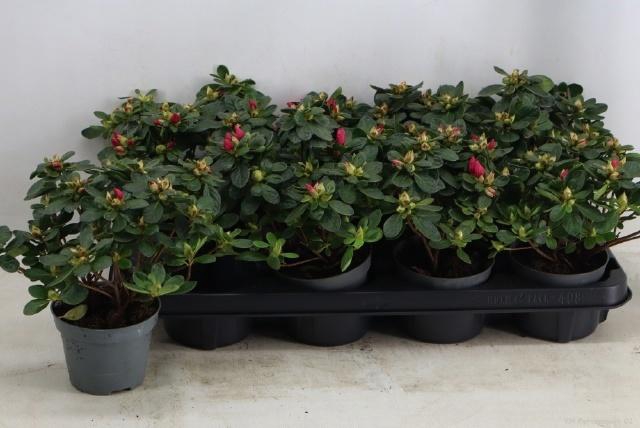 <h4>RHODO SI OV</h4>