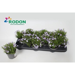 PHLOX S ATROPURPUREA