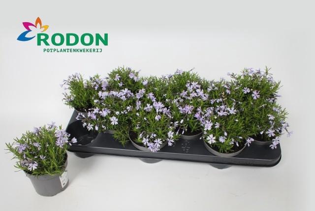 <h4>PHLOX S ATROPURPUREA</h4>