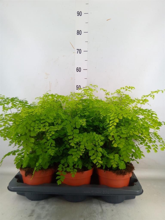 <h4>Adiantum raddi. 'Fragrans'</h4>
