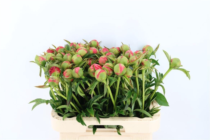 <h4>Paeo L Coral Charm</h4>