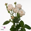 Rosa spray bombastic