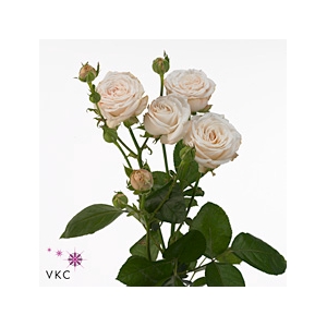 Rosa spray bombastic