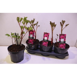 Paeonia Karl Rosenfield