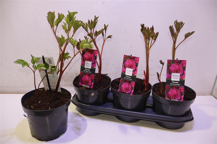 <h4>Paeonia Karl Rosenfield</h4>