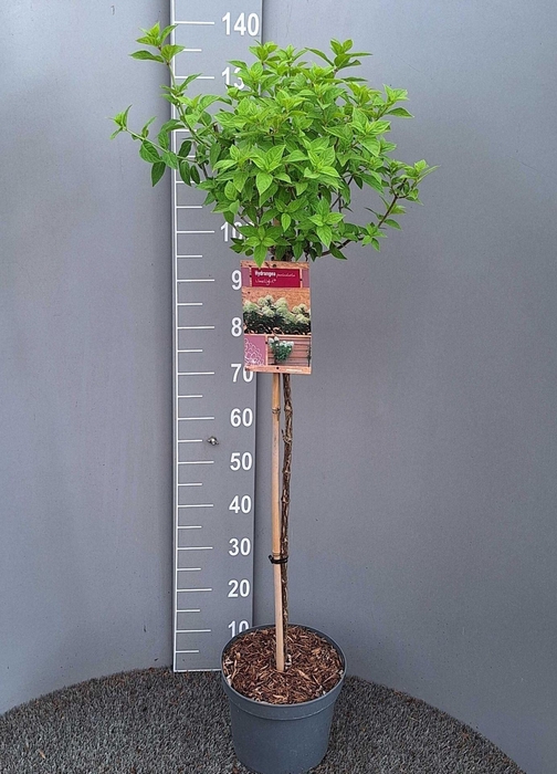 <h4>Hydrangea paniculata Limelight</h4>