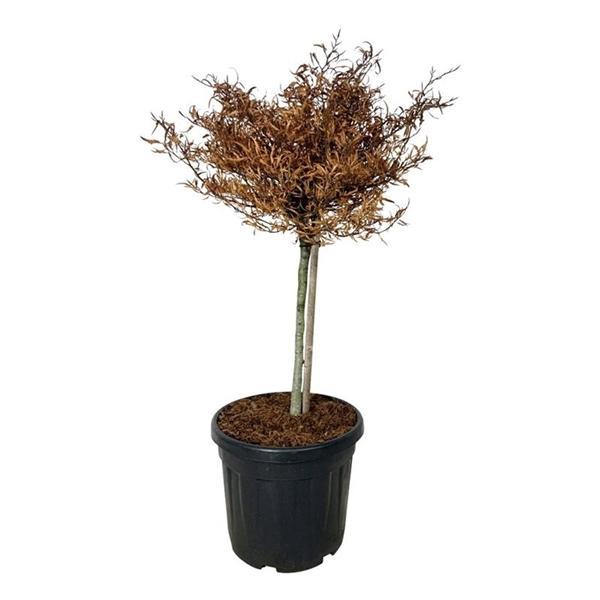<h4>Fagus syl. 'Mercedes'</h4>