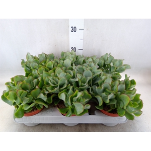 Crassula arborescens 'Curly'
