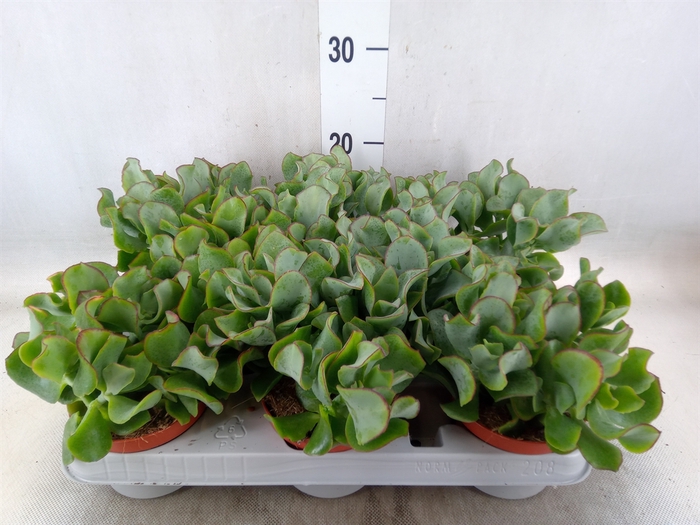 <h4>Crassula arborescens 'Curly'</h4>