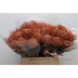 Leuco Klbh Brown