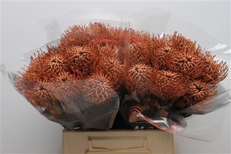 <h4>Leuco Klbh Brown</h4>