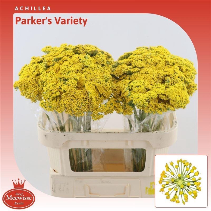<h4>Achillea Parker's Variety</h4>
