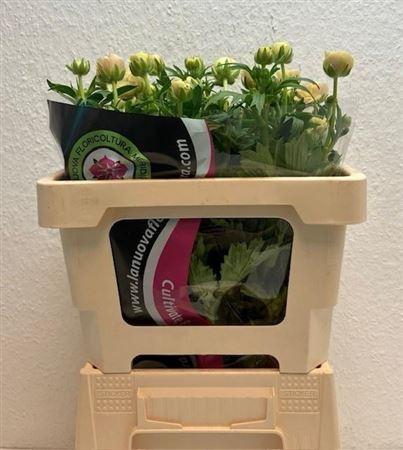 <h4>Ran Moderna Miele</h4>