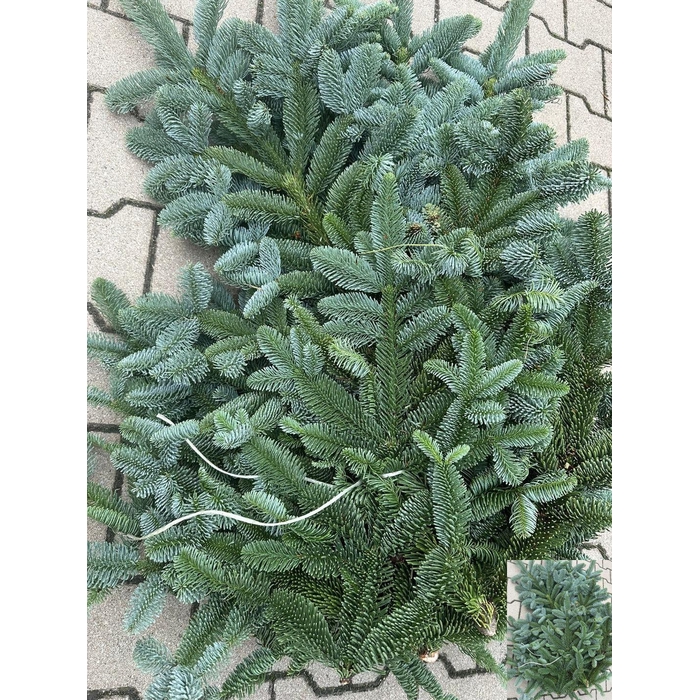 <h4>Abies Nob Blauw Kilo</h4>