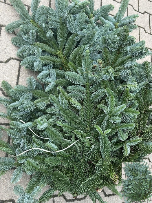 <h4>ABIES NORDMAN KILO</h4>