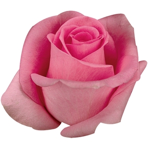 ROSA REVIVAL 050 CM ESTUFA