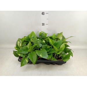 Epipremnum pinn. 'Aureum'