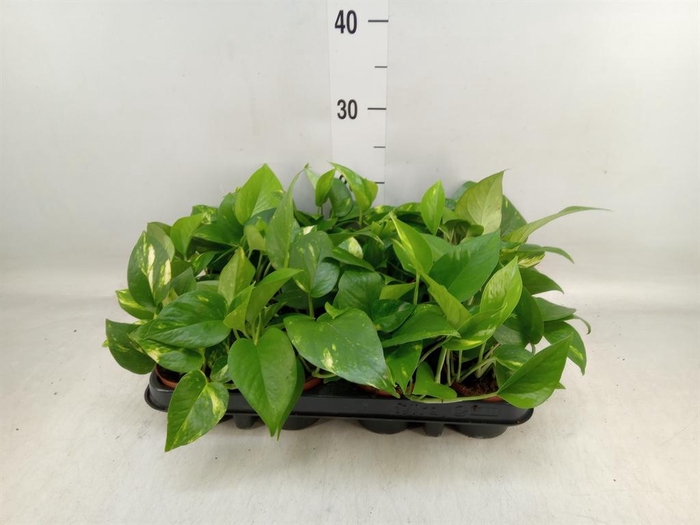 <h4>Epipremnum pinn. 'Aureum'</h4>