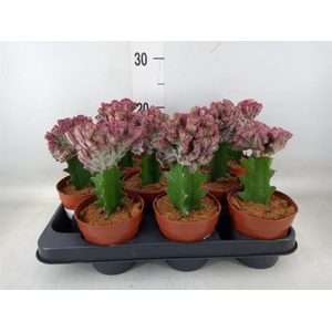 Euphorbia lactea 'Cristata'