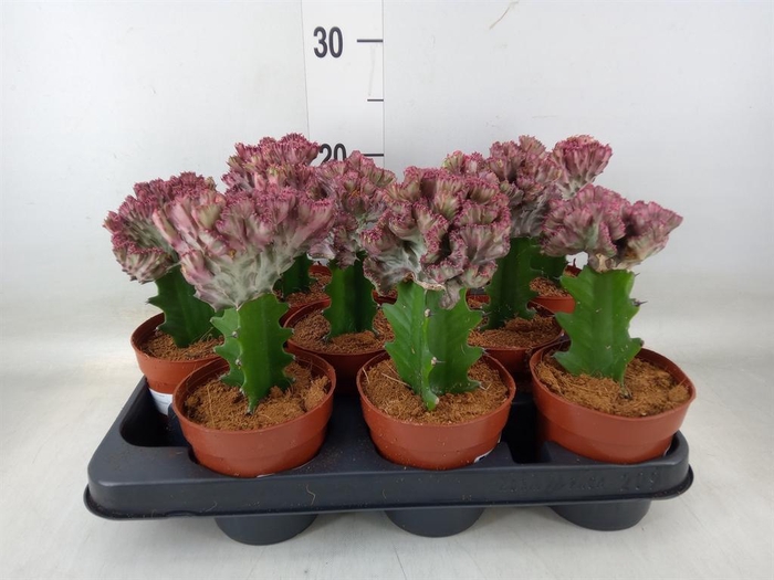 <h4>Euphorbia lactea 'Cristata'</h4>