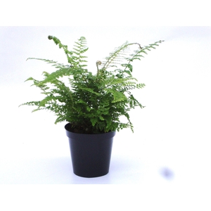 Polystichum setiferum Plumoso-densu