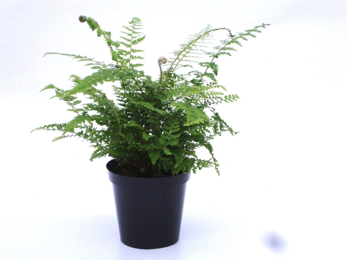 <h4>Polystichum setiferum Plumoso-densu</h4>