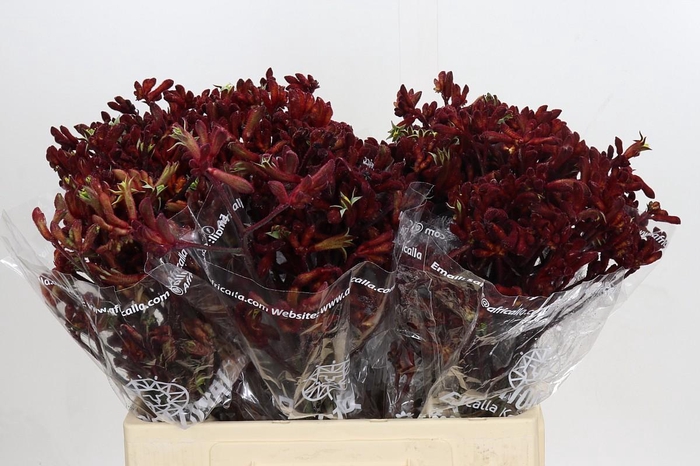 <h4>Anigozanthos Early Spring Indoor</h4>