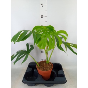 Monstera   ...