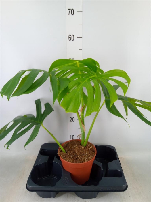 <h4>Monstera   ...</h4>