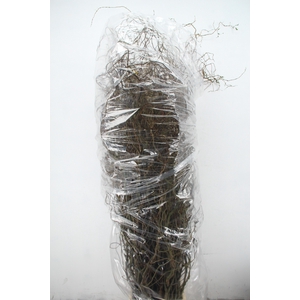 SALIX TORTUOSA 180CM