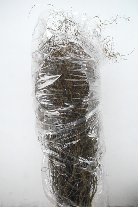 <h4>SALIX TORTUOSA 180CM</h4>