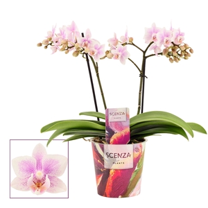 Phalaenopsis multiflora 2 tak Pink wing (Scenza)