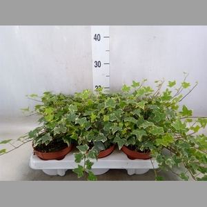 Hedera helix 'Eva'